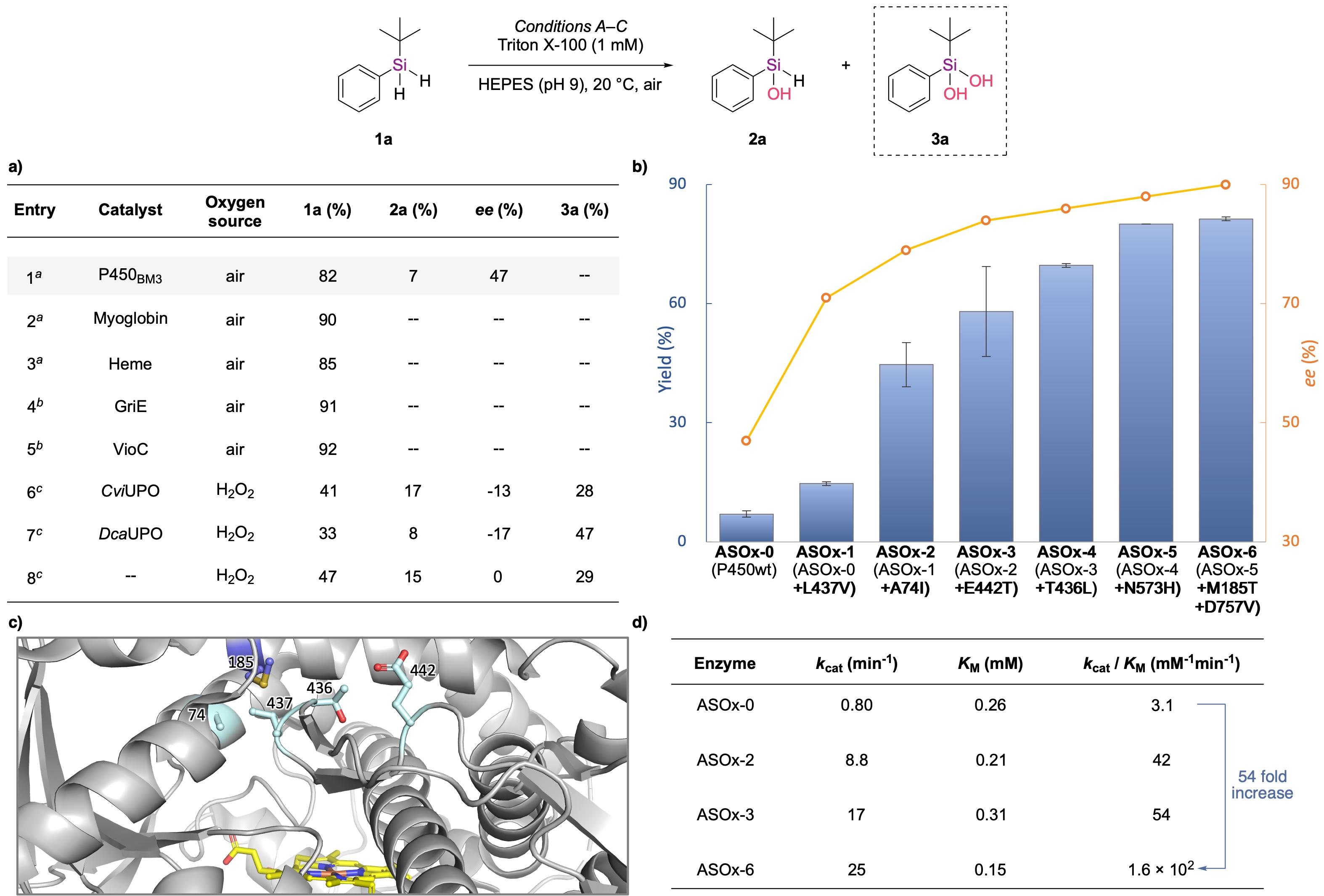 20250407-Angew. Chem. -劉臻-2. 關(guān)鍵酶的篩選與蛋白質(zhì)定向進化.jpg