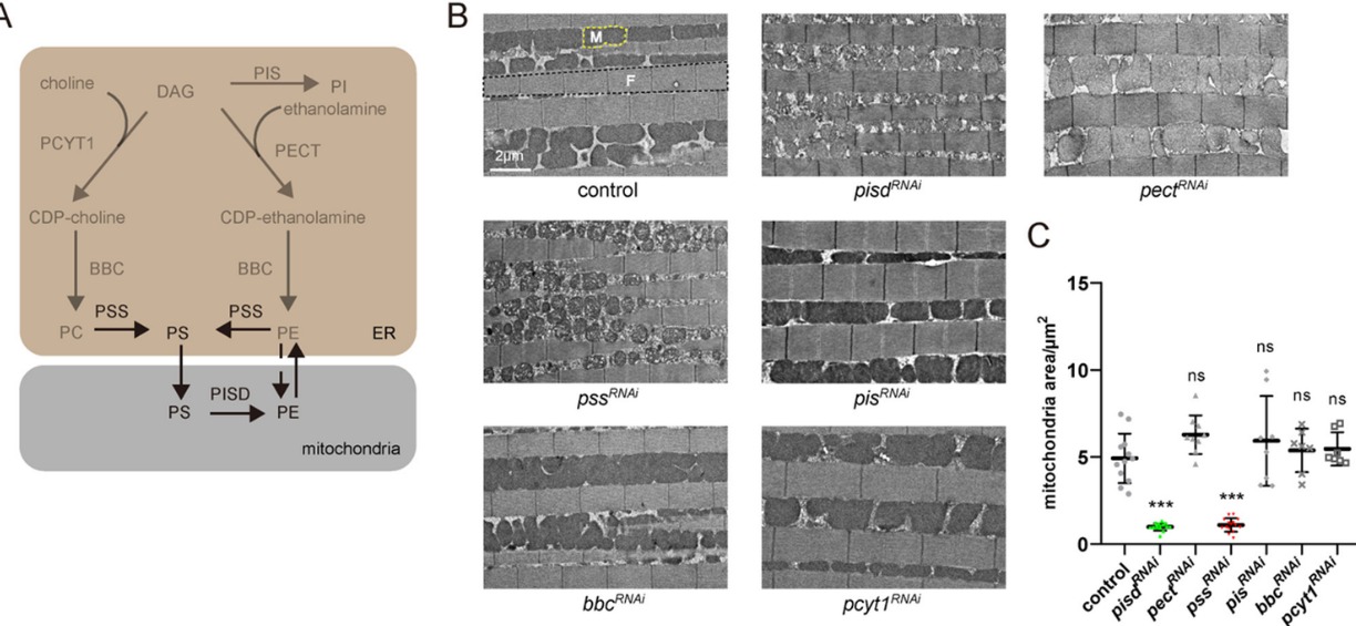 20241226-Plos Biology-王濤-圖1. A,內(nèi)質(zhì)網(wǎng)和線粒體中常見磷脂合成代謝通路;B,C,敲低不同磷脂代謝酶對線粒體和果蠅運(yùn)動(dòng)能力的影響.png