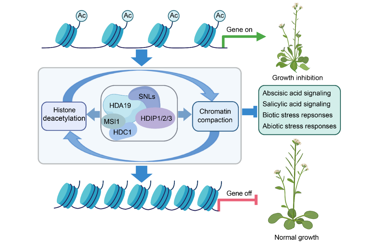 20250429-EMBO Journal -何新建-2. HDIP-HDA19組蛋白去乙酰化酶復(fù)合體作用模型.png