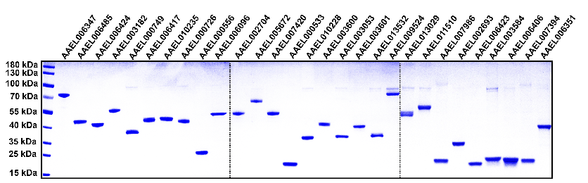 20240502-純化的埃及伊蚊唾液蛋白-程功-科研成果.png