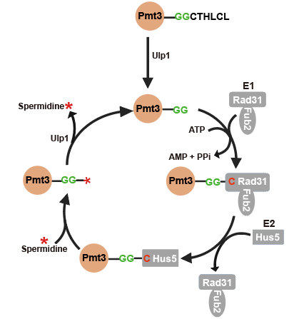 20250609-MCP -董夢(mèng)秋-2. SUMO修飾亞精胺(Spermidine)的分子機(jī)制模型.png