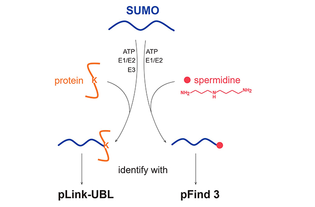 20250609-MCP+-董夢(mèng)秋-3.+SUMO修飾底物蛋白和小分子底物亞精胺的催化條件及質(zhì)譜鑒定軟件.jpg