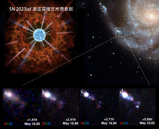 20231212-科研進(jìn)展-喻京川繪制-藝術(shù)家構(gòu)建的超新星SN 2023ixf爆發(fā)瞬間的激波突破藝術(shù)想象圖.png