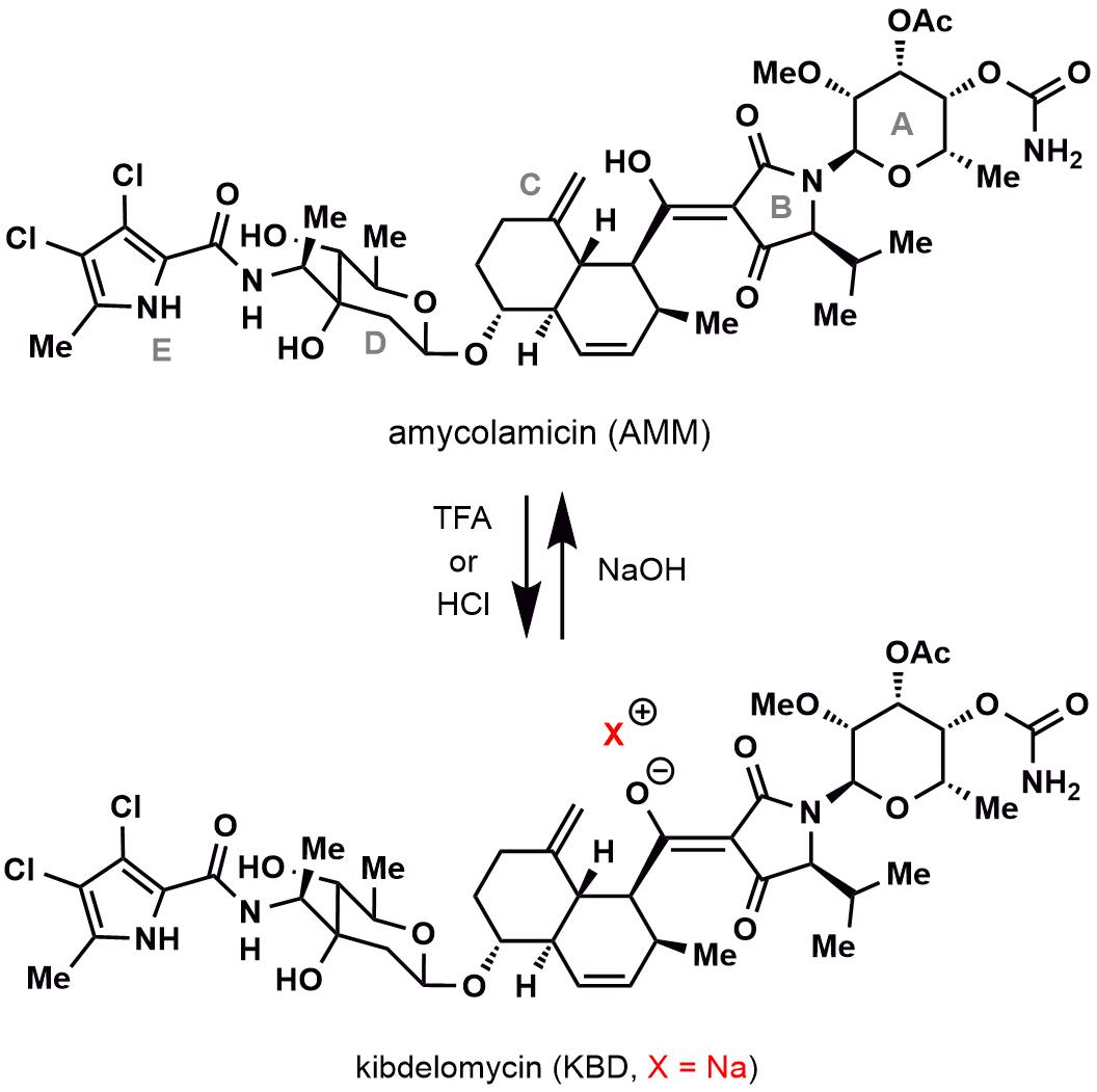 20241009-Angew. Chem-李超-圖1. AMM與KBD的化學(xué)結(jié)構(gòu)關(guān)系》.jpg
