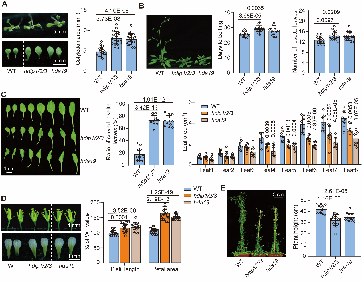 20250429-EMBO Journal -何新建-1. HDIP123和HDA19共同調(diào)控植物生長(zhǎng)發(fā)育.png
