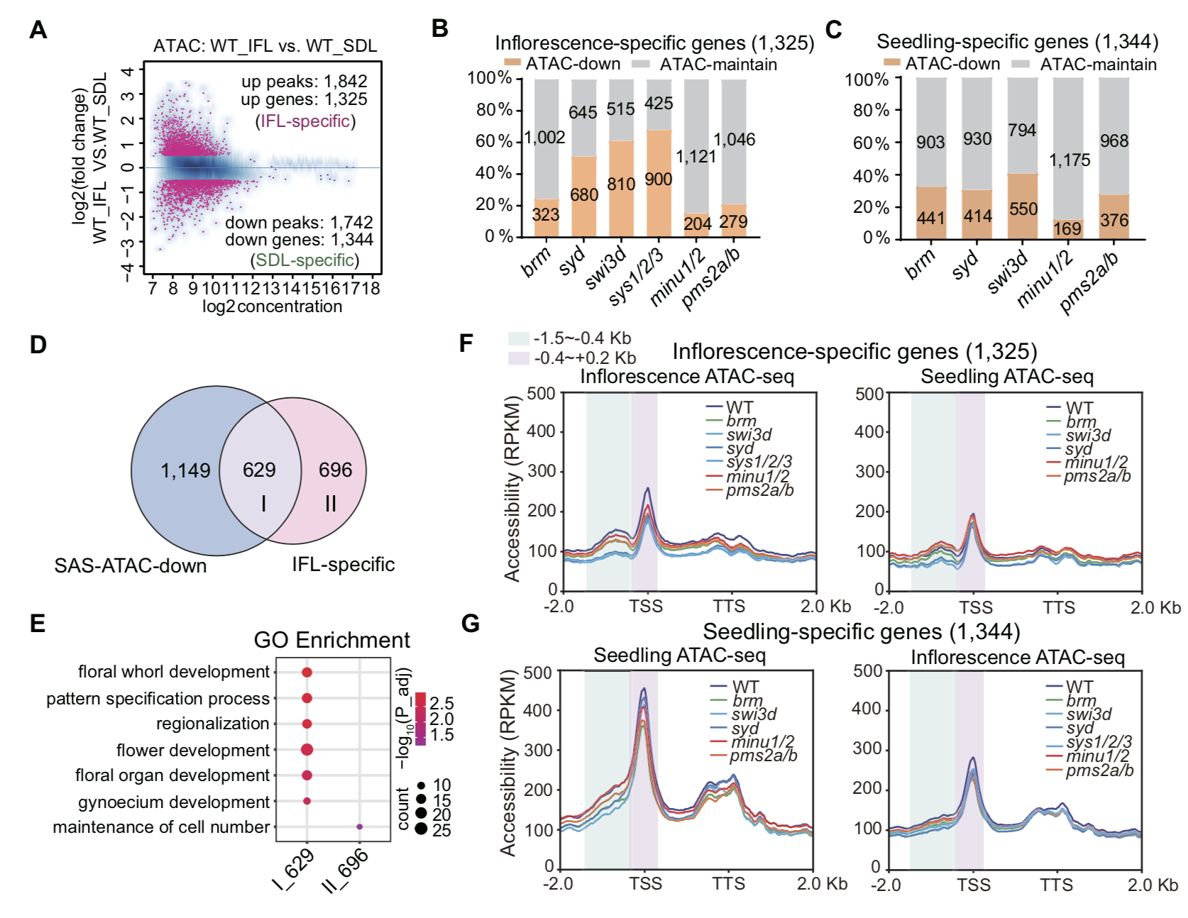 20250430-Nucleic Acids Research -何新建-1. SAS復(fù)合體促進(jìn)花發(fā)育相關(guān)基因上的染色質(zhì)開放性.png