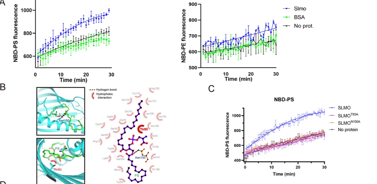 20241226-Plos Biology-王濤-圖3. SLMO缺失可以抑制線粒體與內(nèi)質(zhì)網(wǎng)之間PSPE的交換SLMO具有體外轉(zhuǎn)運(yùn)PS的能力，T93和N150是結(jié)合PS的關(guān)鍵微位點(diǎn).png